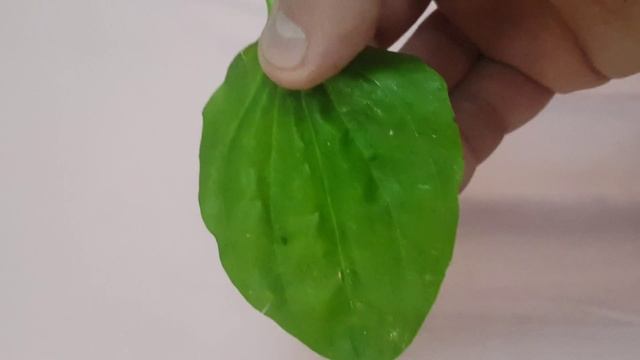 Лучшее средство от зубной боли