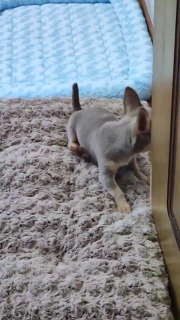 VID_20250521_205718_399