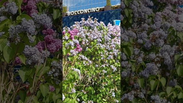 сиреневое облако