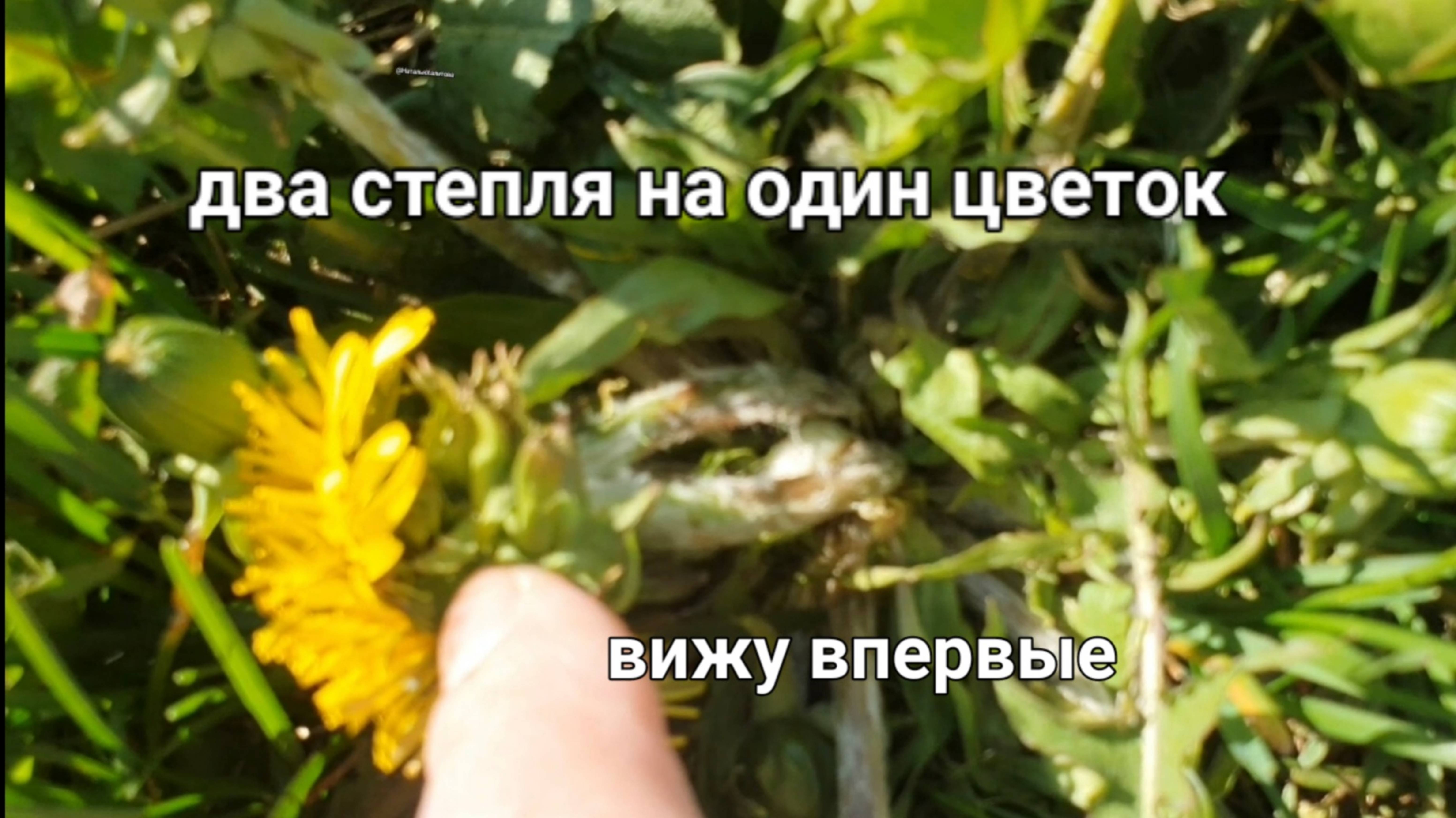 Одуванчик с двумя стеблями. Вижу впервые.