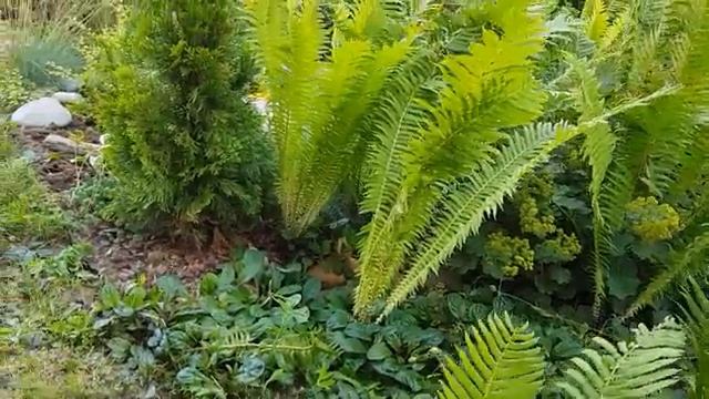 Мои деревья на дачном участке часть (10)
