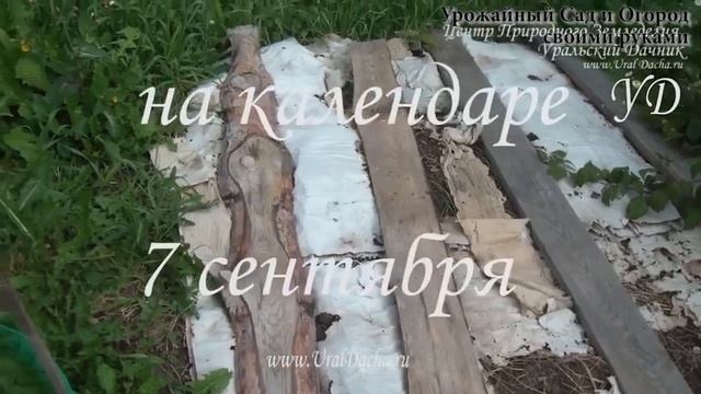 Как разработать целину без перекопки и техники на огороде