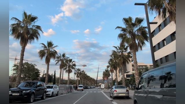 659.Пальмовая аллея🌴.