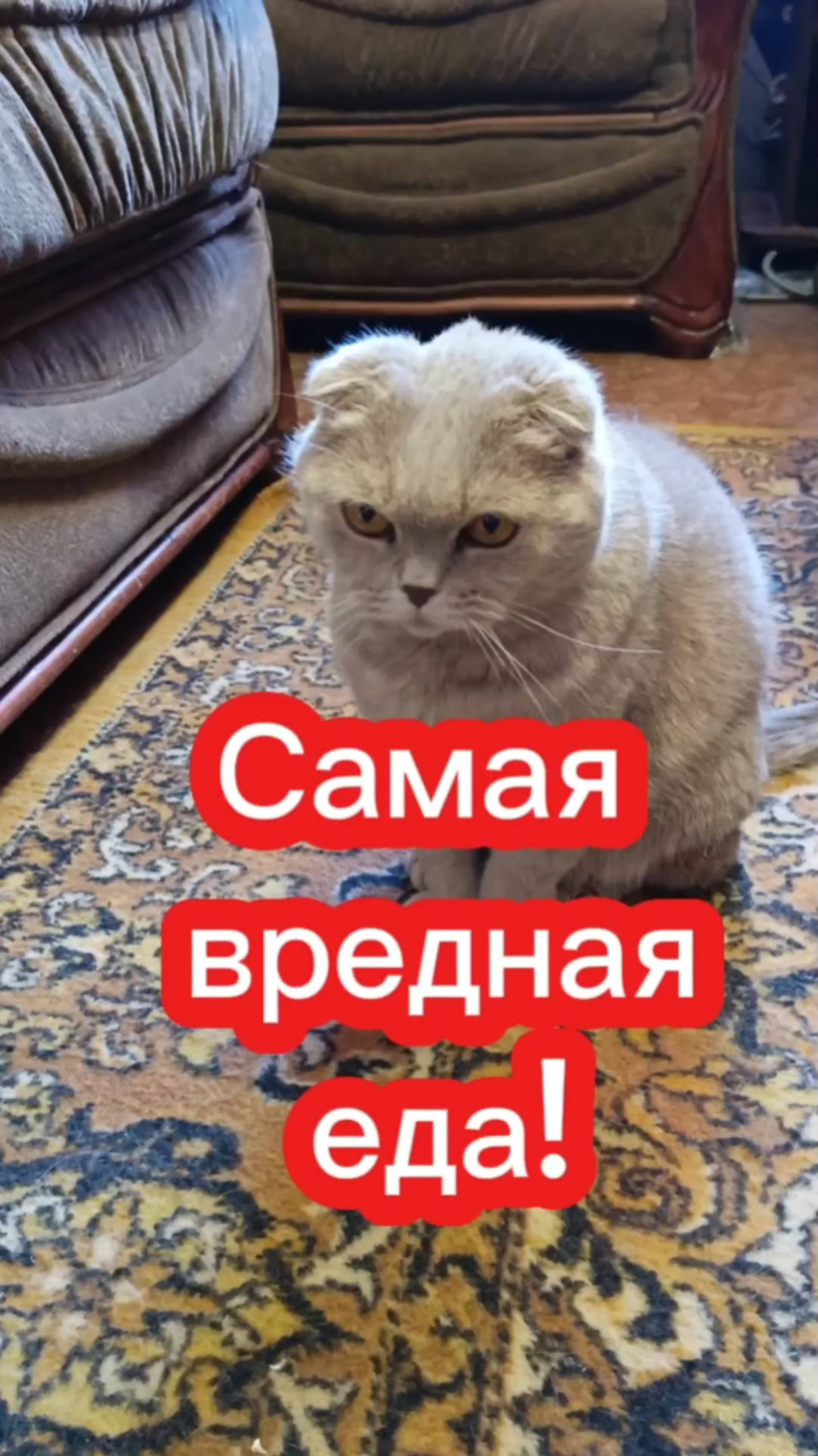Самая вредная еда - это...