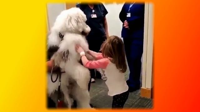 Смешные коты | Приколы с котами | Кошки | Позитив  |Создай себе хорошее настроение
