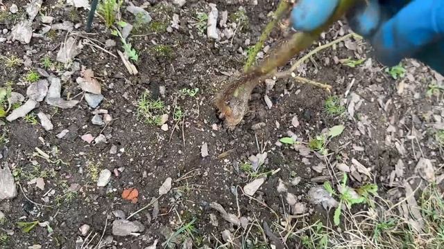 Розы после зимовки. Открываю и обрезаю. Розы, которые н