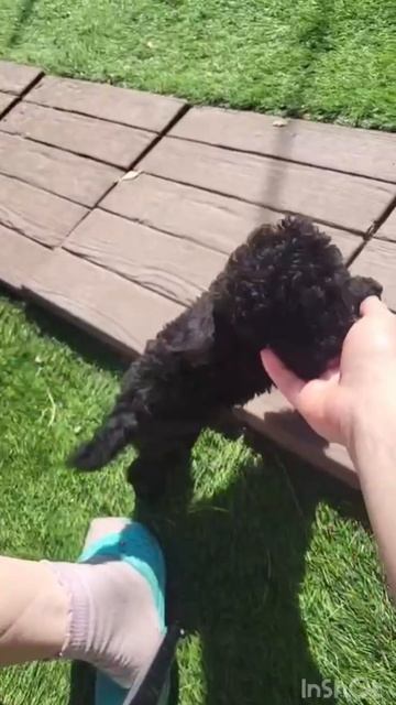 #poodle #милота #щенкиотзаводчиков