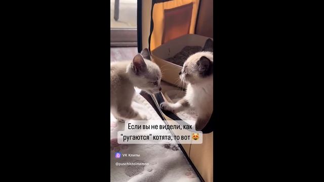 Как ругаются котята 2024 г.
