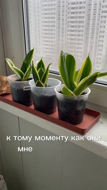 Сенсеверия #комнатныецветы #цветыдлядома#растения #цветы#красивыйцветок#май#цветынаокне#садовод