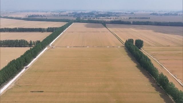 Урожай летних зерновых в Китае превысил прошлогодни?