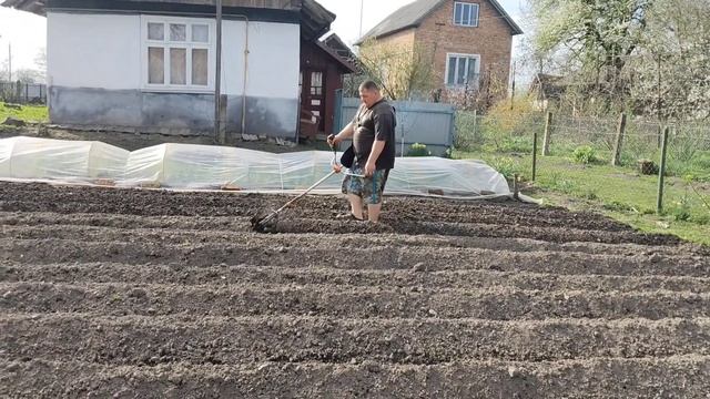 обрабатываем междурядий картофеля культиватор ной на
