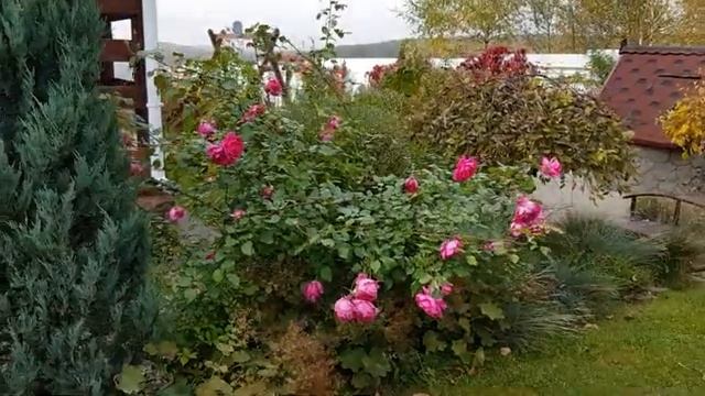 Мои цветущие цветы часть (2)