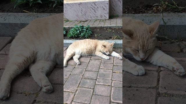 Вольный каменщик кот Персик . Блогер Ликвор .