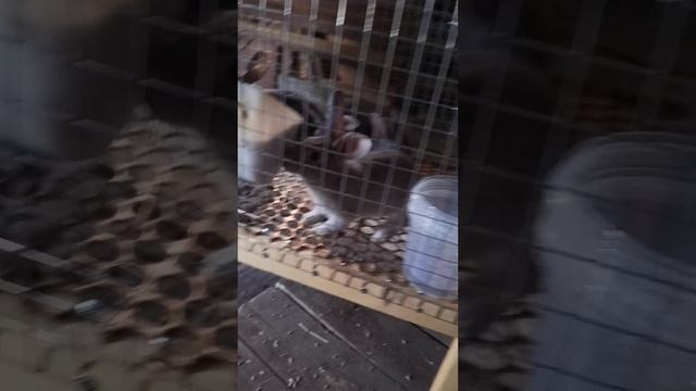 крольчата пород Белый Паннон и Советская шиншилла