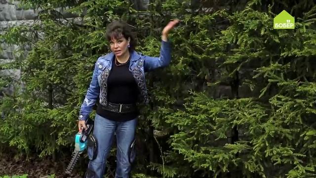 Как ухаживать за живой изгородью из ели. Хвойные в вашем саду. Советы Ольги Платоновой