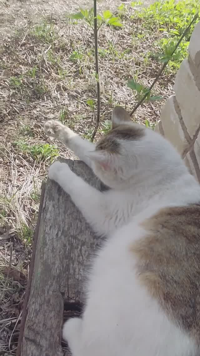 Кошачьи истории