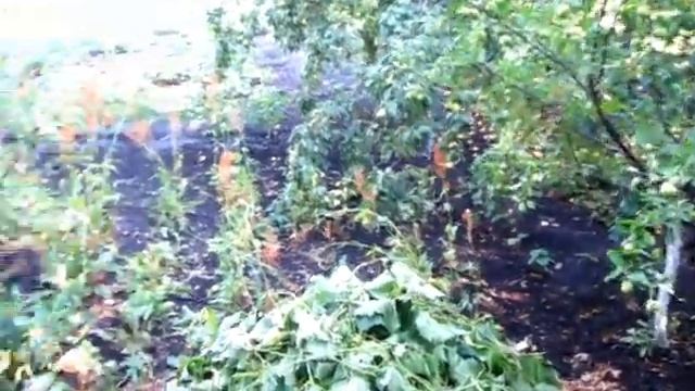 Собрали абрикосы для варения, а сушку намочил дождь