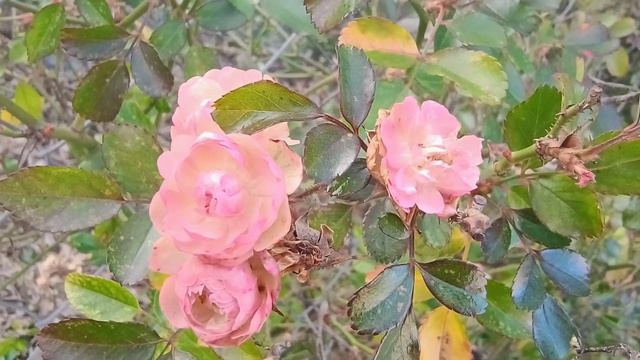 Rosa abietina / Роза пихтовидная 🌹 +