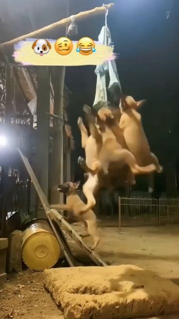 Что еще нужно для счастья щеночкам? 😄😄😄