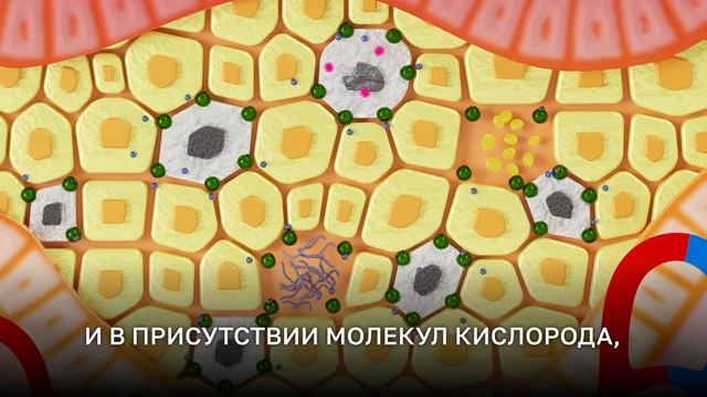 Как_работает_фотодинамическая_терапия_REVIXAN
