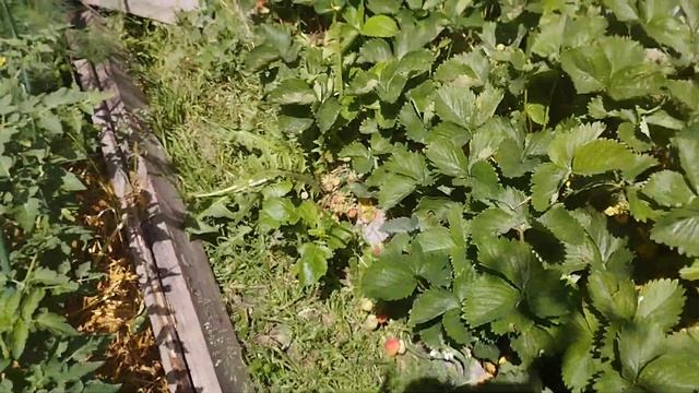Сажу огірки,обход грядок