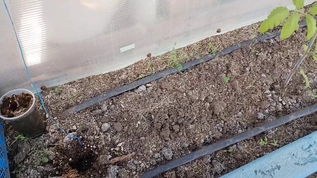 Спасаю рассаду, черная ножка🤦♀️