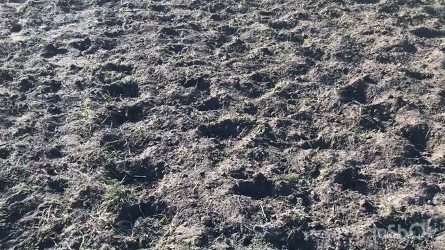 ОБЯЗАТЕЛЬНО кинь ЭТО в лунки для повышения урожая кар?
