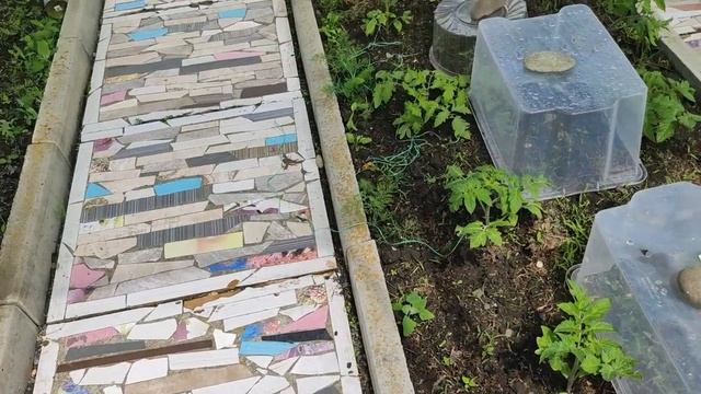 Как спасти рассаду томатов в грунте от возвратных заморозков.