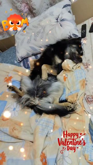 крокодил по имени Малыш 😁#собака #животные #кутенок #юмор #ржачно