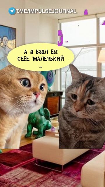Всё ему не так (Мяукаем в телеграм Импульс Журнал 👉 @impulsejournal ) 

#пустьговорят #коты