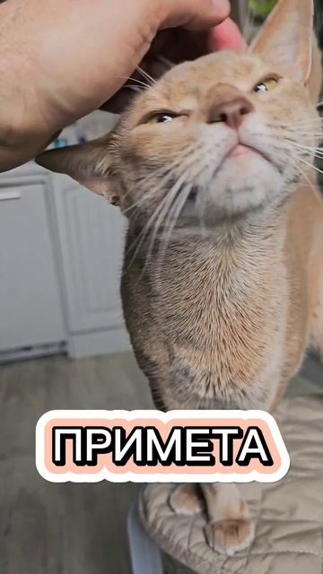Кошачья примета - если нашёл кошачий ус, положи его в кошелёк. Вот так котик по огаю вам разбогатеть
