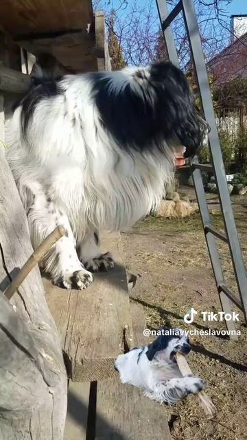 Happy Dog