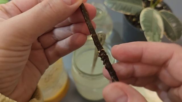 Самый простой способ укоренить любой черенок! Черенкование любых черенков от роз до винограда!