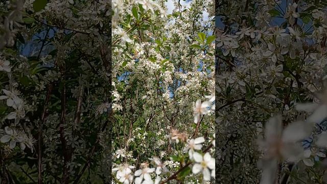 Май в разгаре! пчёлы работают на вишне.