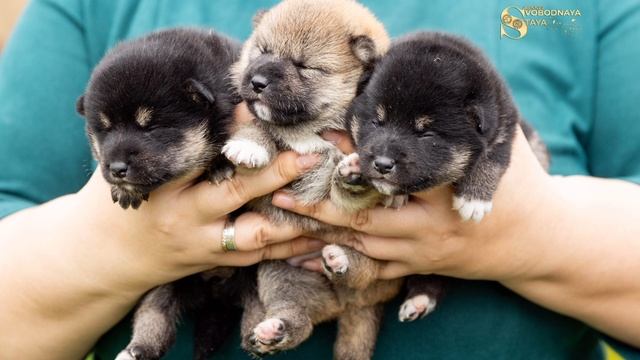 🧿 ЩЕНКИ СИБА-ИНУ 🐶 Питомник "Свободная стая"
📍 Москва +7 916 505-78-42
