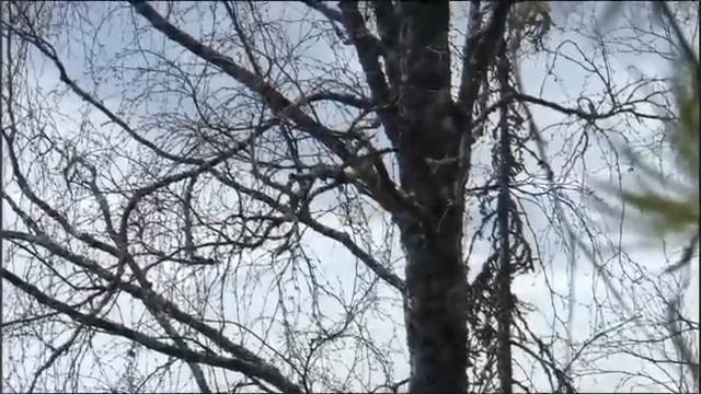 Өйәнкеләр, тирәктәр