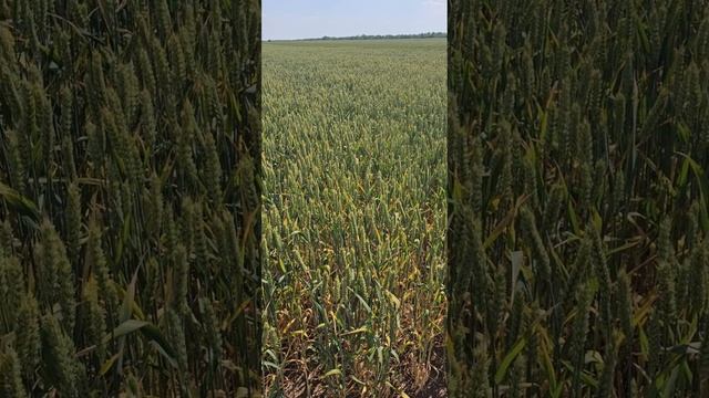 озимая пшеница сорт Россыпь день поля