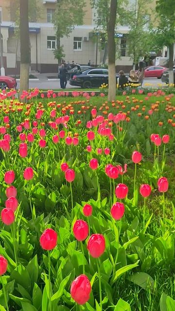 На улице Белгорода