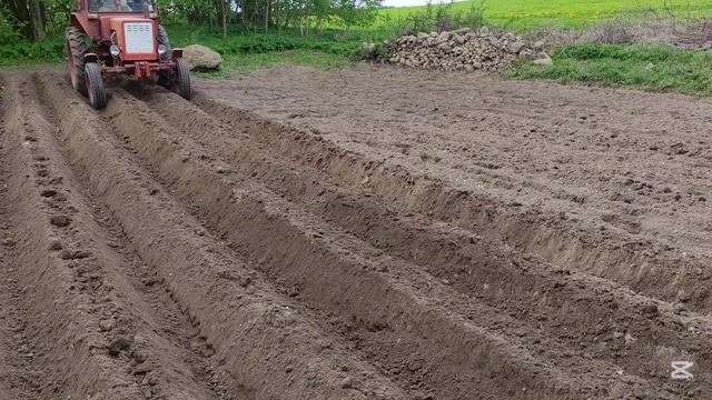 Нарезка борозд под картошку Т-25 трактором