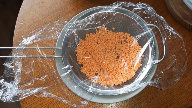 Самый простой способ. Как прорастить чечевицу