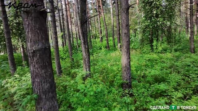 DJI NEO FPV. Сосновый бор (лыжная база). Томск.