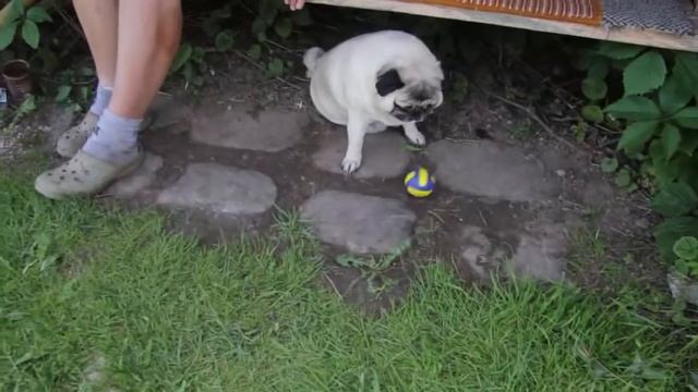 Сева и Хана играют в мячик! (смешные мопсы)