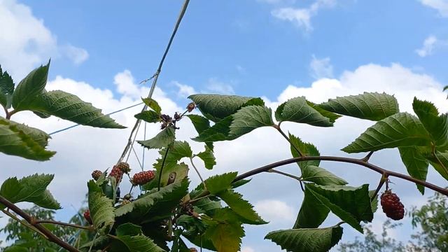 С одного куста этой ежевики 5 кг.ягод.И продолжает плод