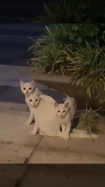 Коты совпал пазл