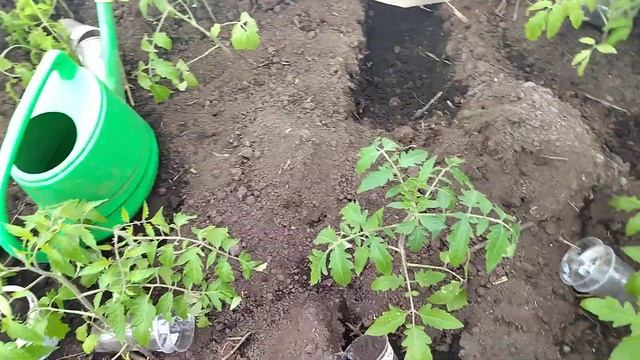 ТЕПЛИЧНЫЕ ТОМАТЫ ПОСЛЕ "ВТОРОЙ ЗИМЫ"