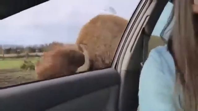 Буйвол в машине! Прикол!