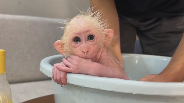 Обезьянка крошка БУКАШКА мыться не хочет Убегает Уснула од полотенцем ЛАПУСЕЧКА