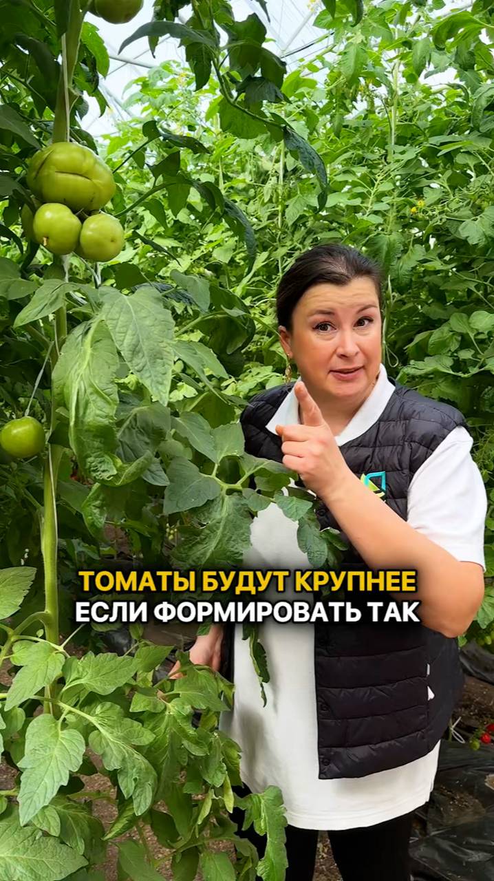Томаты будут КРУПНЕЕ, если их формировать ТАК!