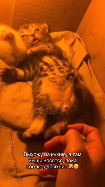 Суббота-выходной #кот #прикол #мемас