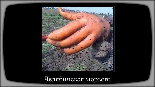 Новые Демотиваторы, Веселые Демычи